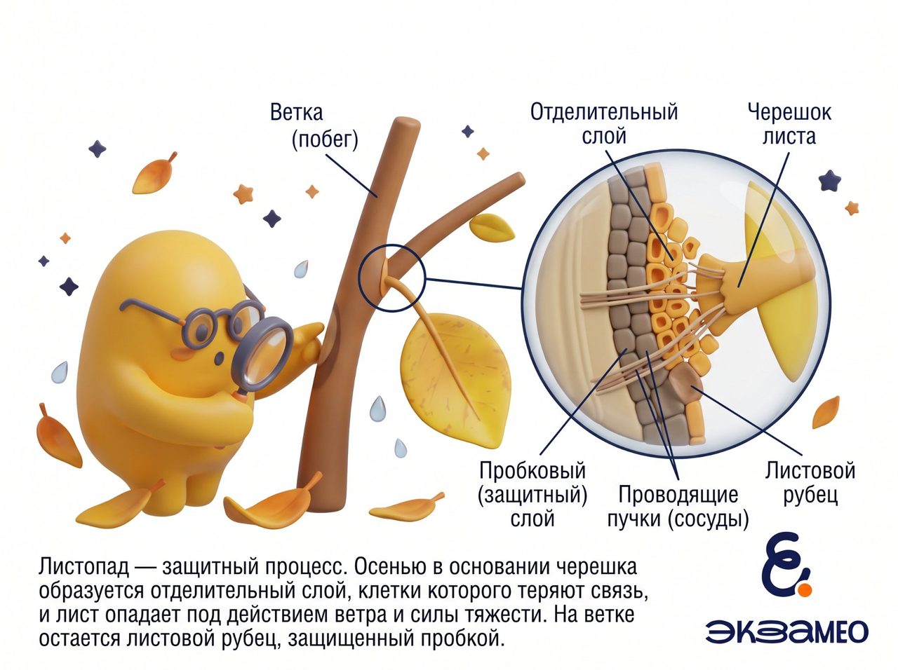 Процесс листопада