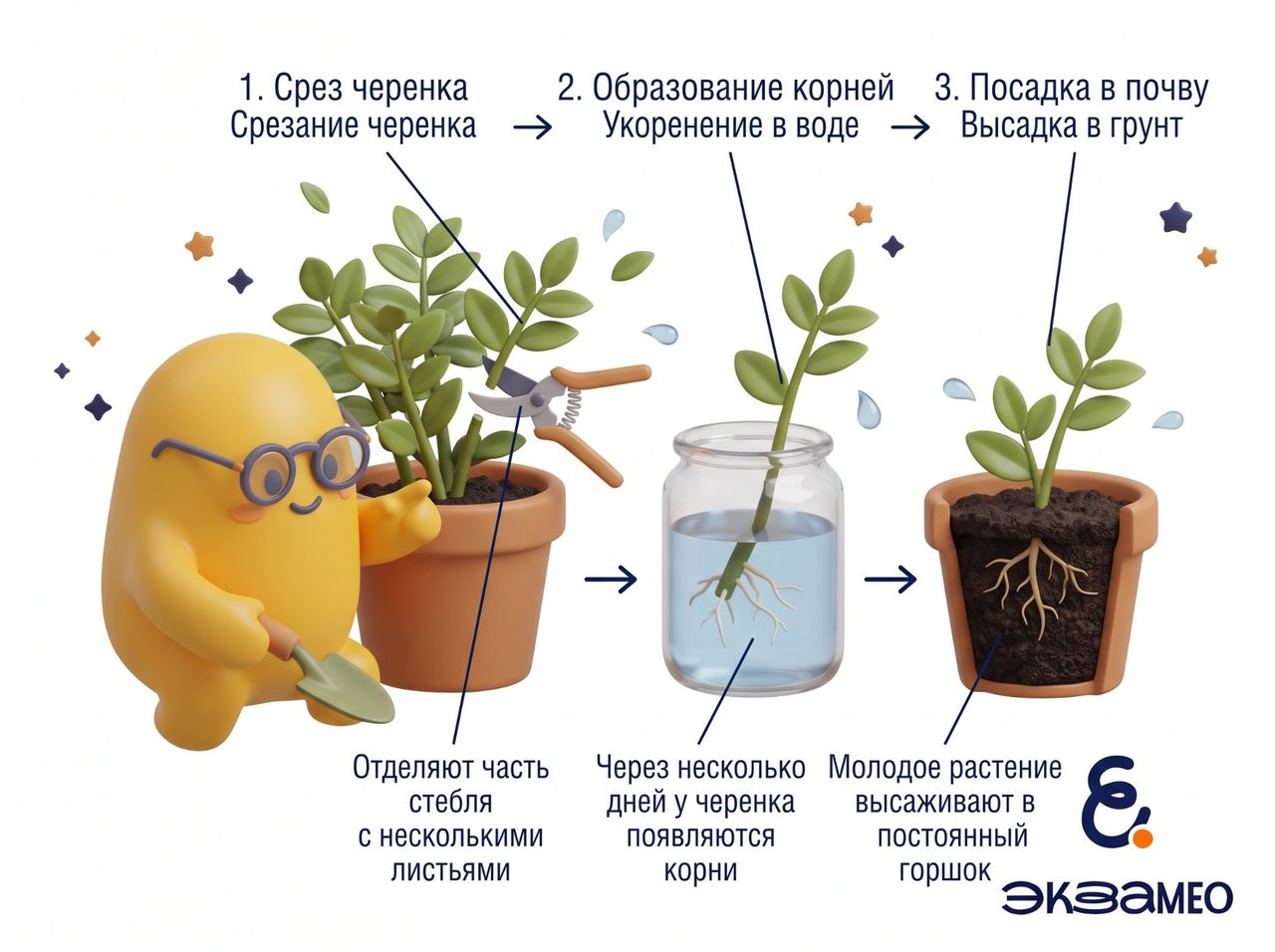 Размножение черенками