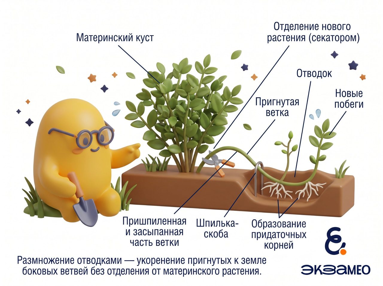 Размножение отводками.