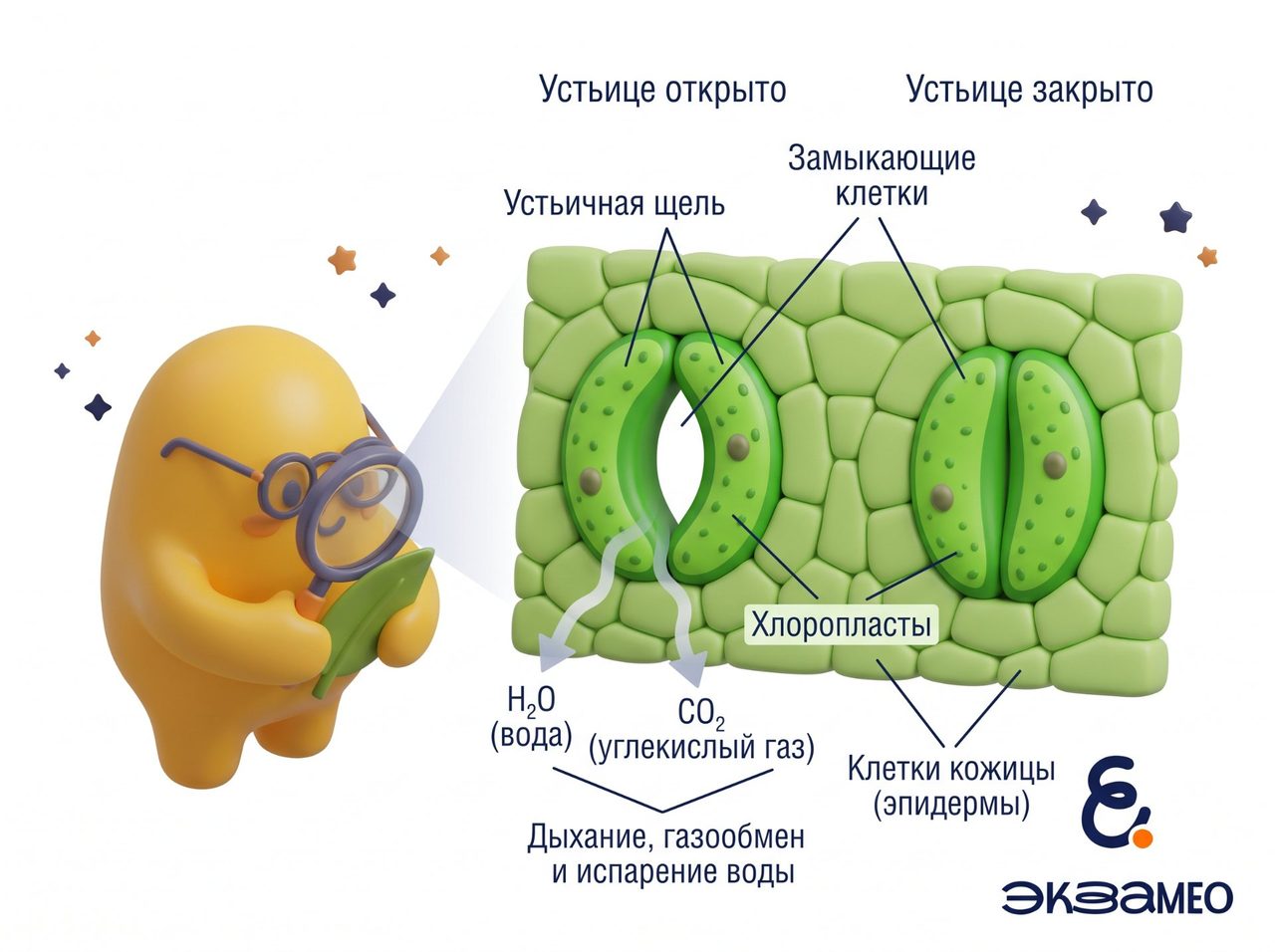 Изображение устьиц