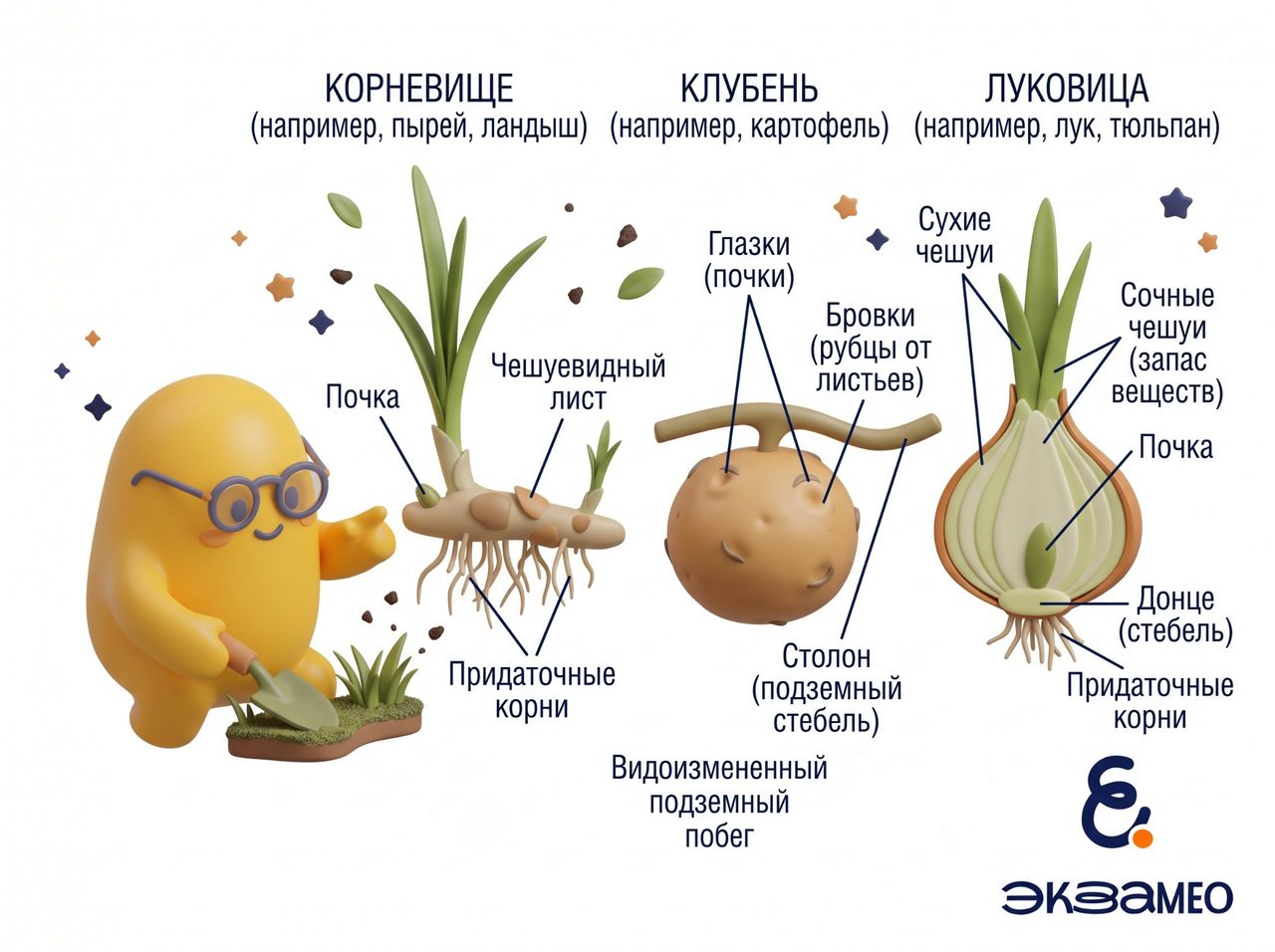Размножение видоизменёнными побегами