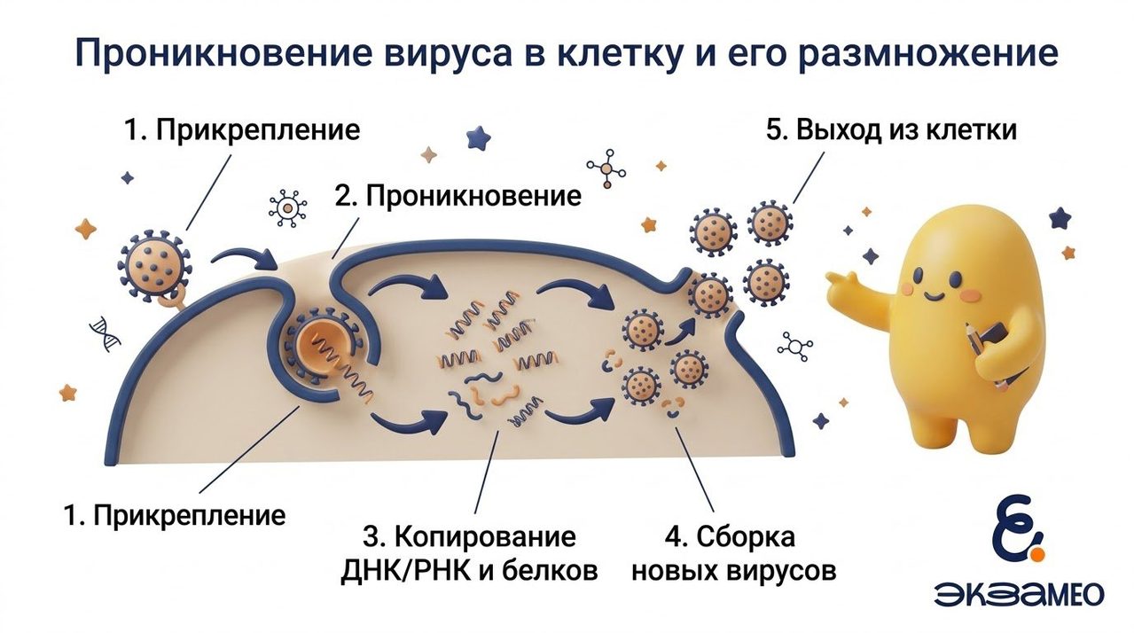 Схема проникновения вируса