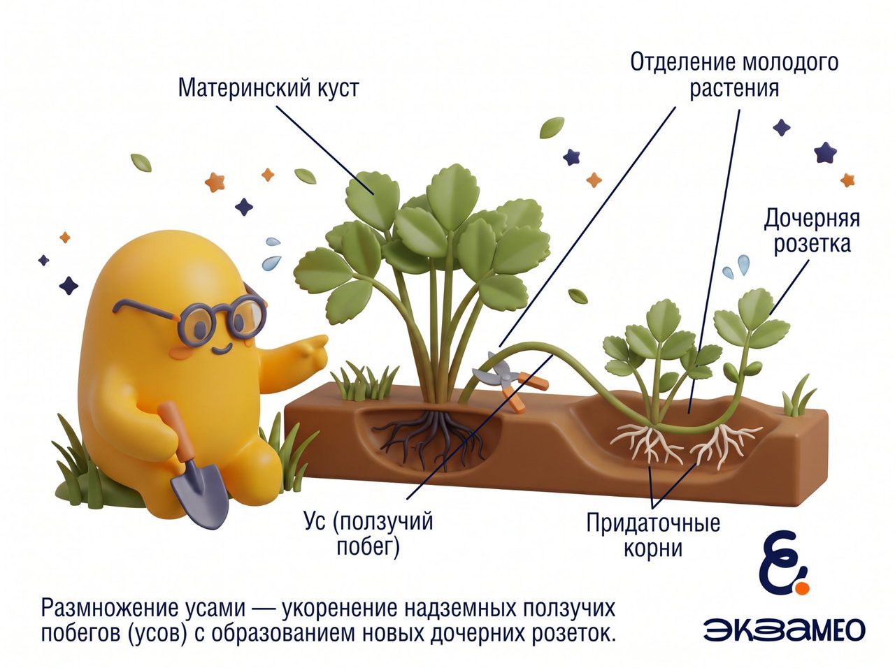 Размножение усами