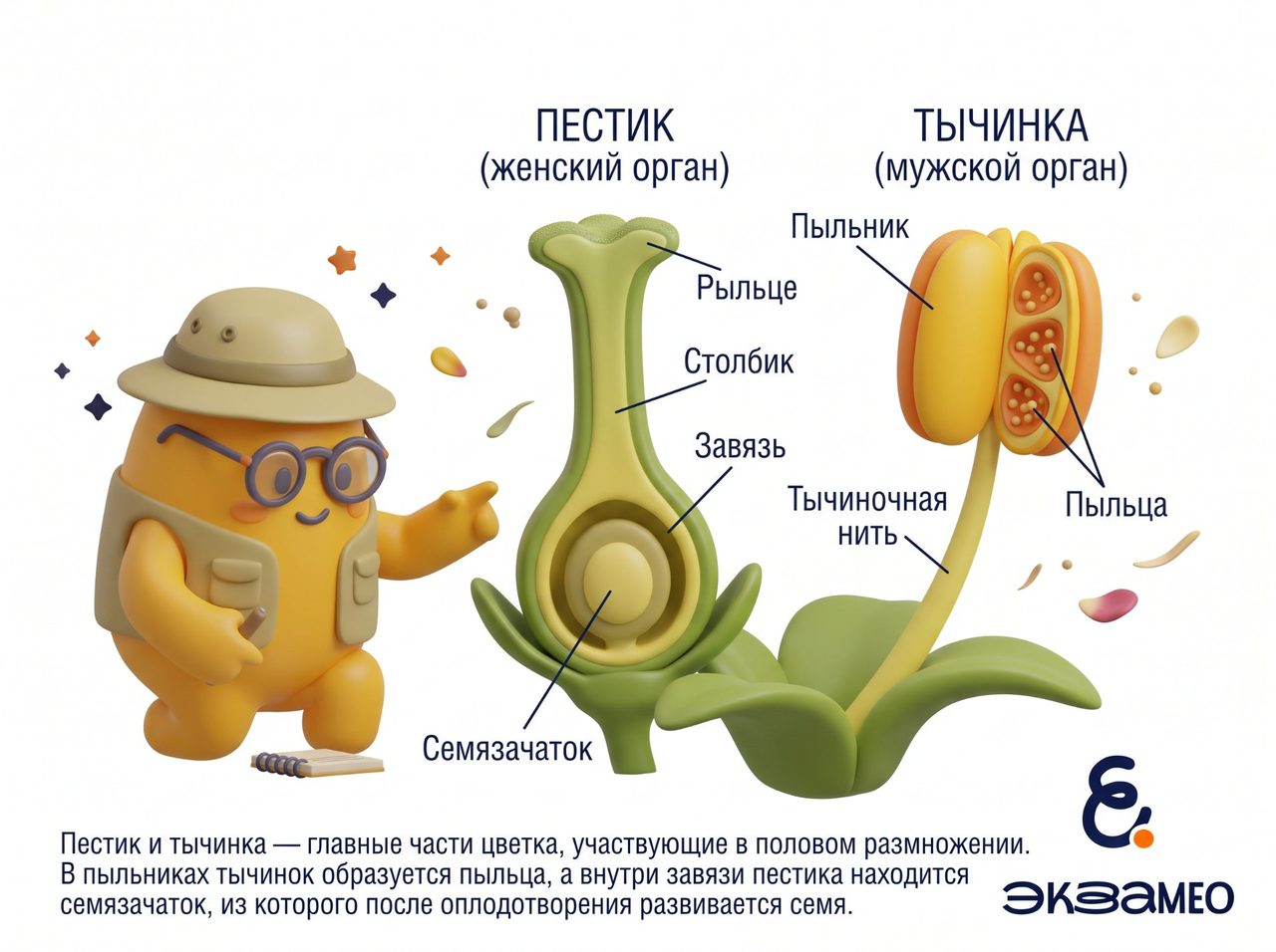 Строение пестика и тычинки