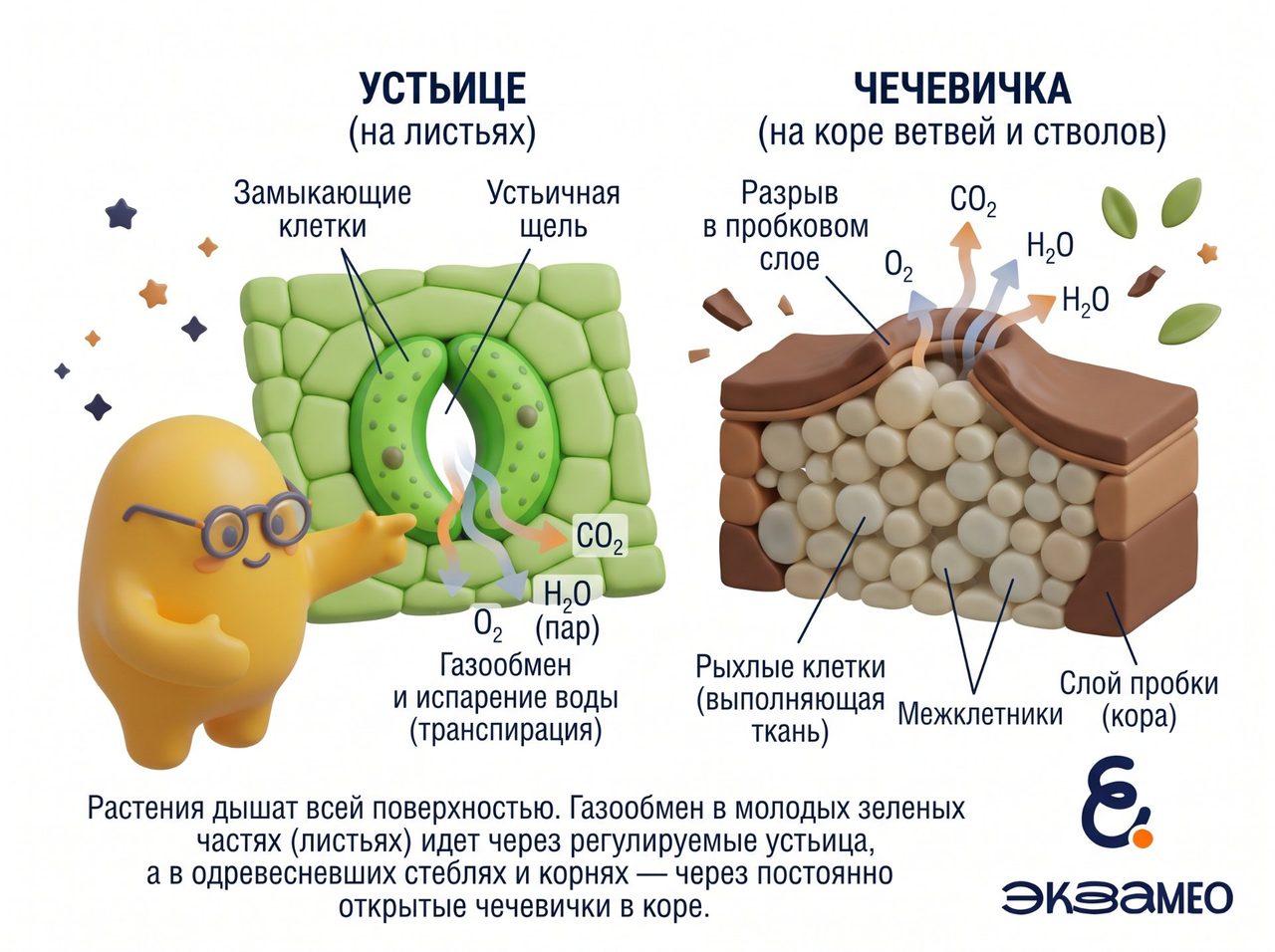 Устьице и чечевичка